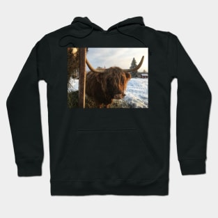 Scottish Highland Cattle Cow 2214 Hoodie